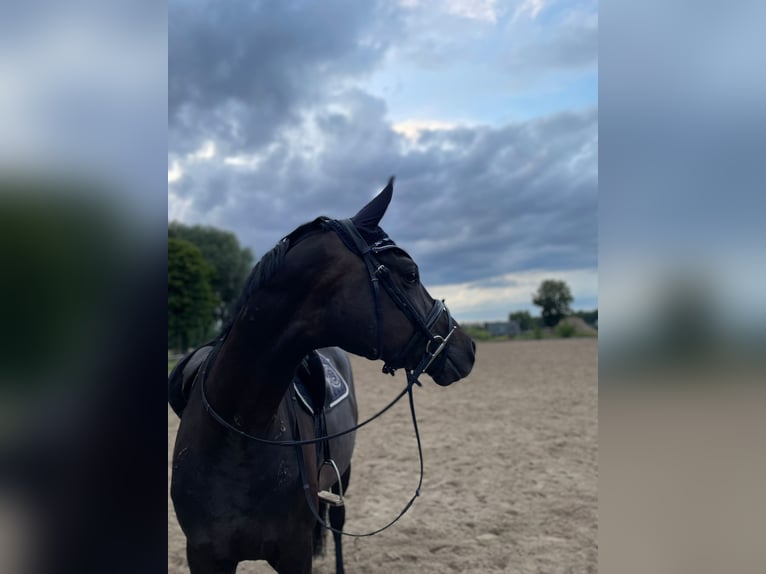 Deutsches Sportpferd Wallach 6 Jahre 170 cm Rappe in Karlsfeld