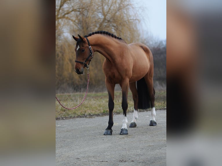 Deutsches Sportpferd Wallach 6 Jahre 170 cm Rotbrauner in Als&#xF3;&#xF6;rs