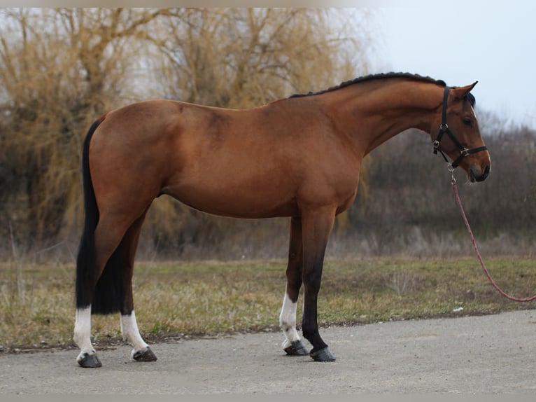 Deutsches Sportpferd Wallach 6 Jahre 170 cm Rotbrauner in Baracs