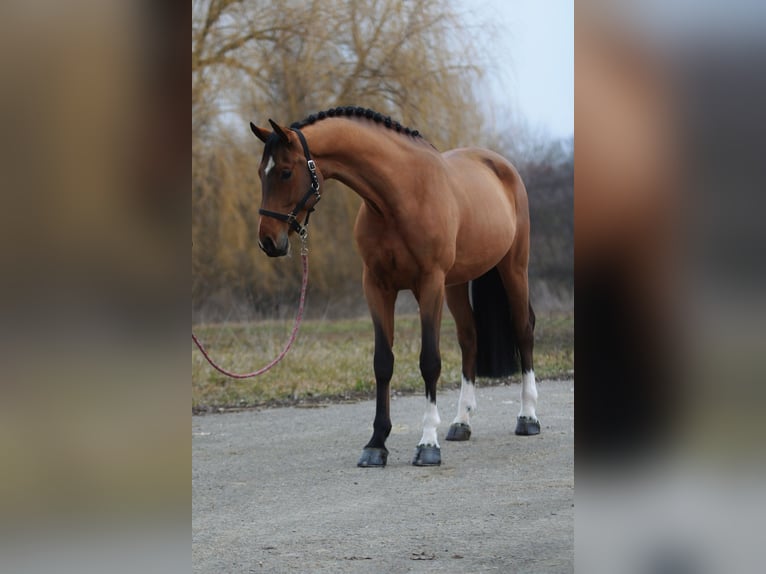 Deutsches Sportpferd Wallach 6 Jahre 170 cm Rotbrauner in Baracs