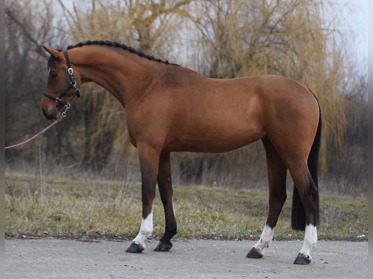 Deutsches Sportpferd Wallach 6 Jahre 170 cm Rotbrauner in Baracs