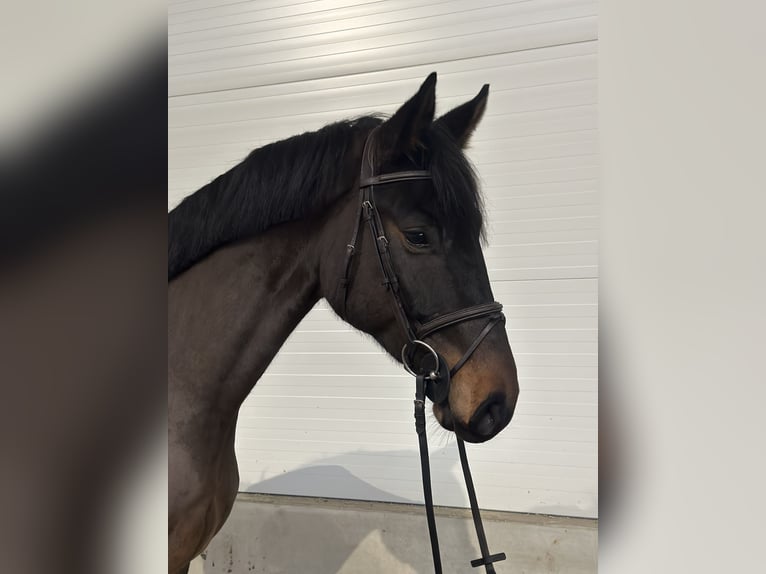 Deutsches Sportpferd Wallach 6 Jahre 170 cm Schwarzbrauner in Kamenz