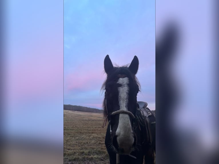 Deutsches Sportpferd Wallach 6 Jahre 170 cm Schwarzbrauner in Krauschwitz