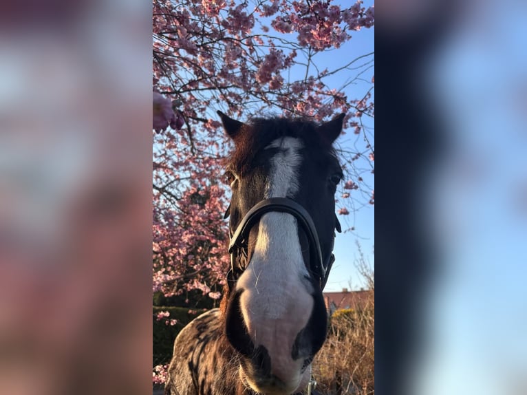 Deutsches Sportpferd Wallach 6 Jahre 170 cm Schwarzbrauner in Krauschwitz