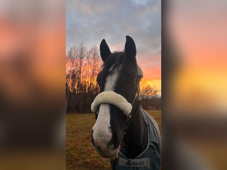 Deutsches Sportpferd Wallach 6 Jahre 170 cm Schwarzbrauner in Krauschwitz