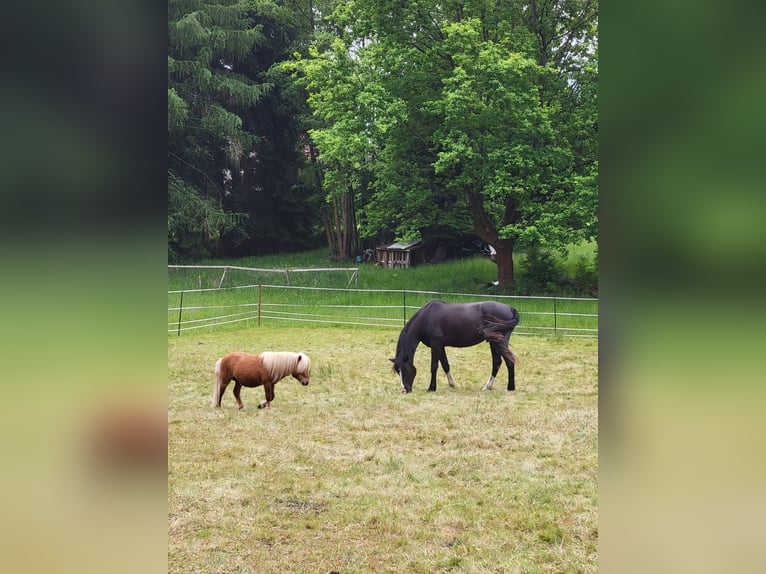 Deutsches Sportpferd Wallach 6 Jahre 170 cm Schwarzbrauner in Krauschwitz