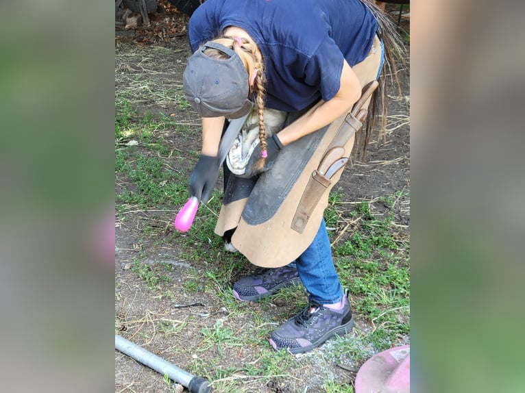 Deutsches Sportpferd Wallach 6 Jahre 170 cm Schwarzbrauner in Krauschwitz