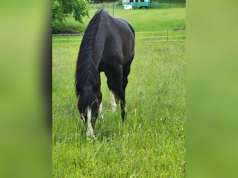 Deutsches Sportpferd Wallach 6 Jahre 170 cm Schwarzbrauner in Krauschwitz