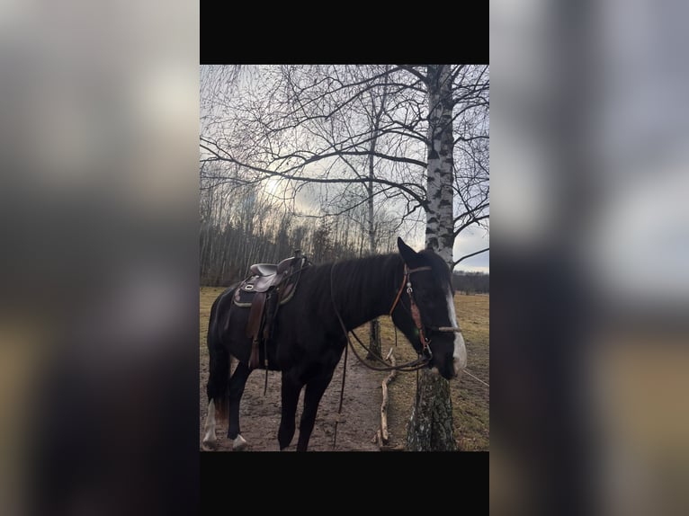 Deutsches Sportpferd Wallach 6 Jahre 170 cm Schwarzbrauner in Krauschwitz