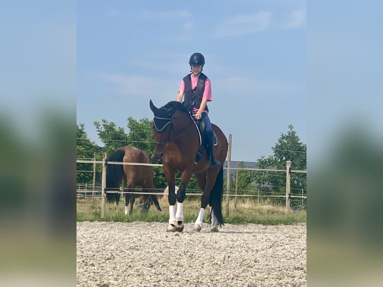 Deutsches Sportpferd Wallach 6 Jahre 171 cm Brauner in Zellwiller