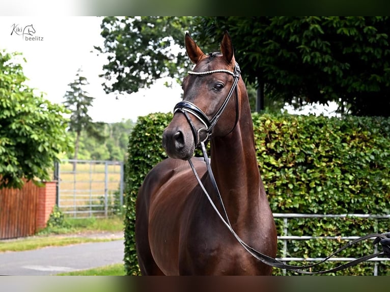 Deutsches Sportpferd Wallach 6 Jahre 171 cm Brauner in Hepstedt
