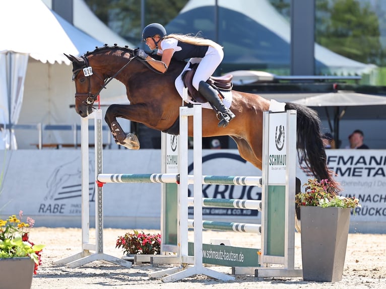 Deutsches Sportpferd Wallach 6 Jahre 171 cm Brauner in Berga
