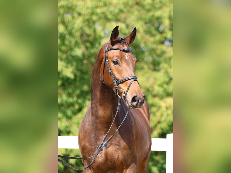 Deutsches Sportpferd Wallach 6 Jahre 171 cm Brauner in Berga