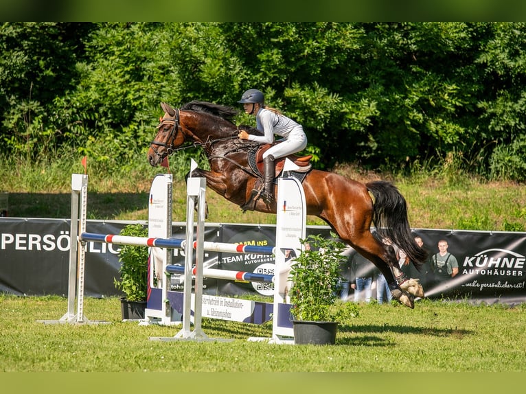 Deutsches Sportpferd Wallach 6 Jahre 171 cm Brauner in Arnstadt