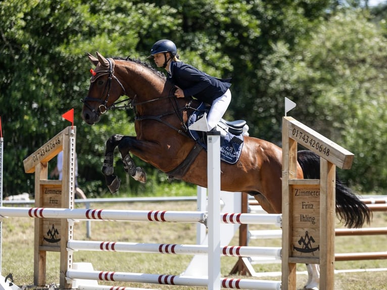 Deutsches Sportpferd Wallach 6 Jahre 171 cm Brauner in Arnstadt