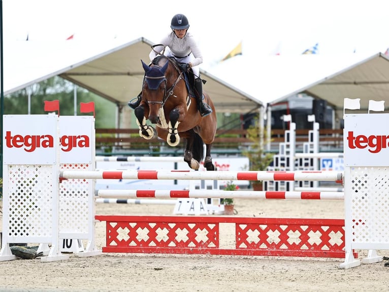 Deutsches Sportpferd Wallach 6 Jahre 171 cm Brauner in Werther OT IMMENRODE
