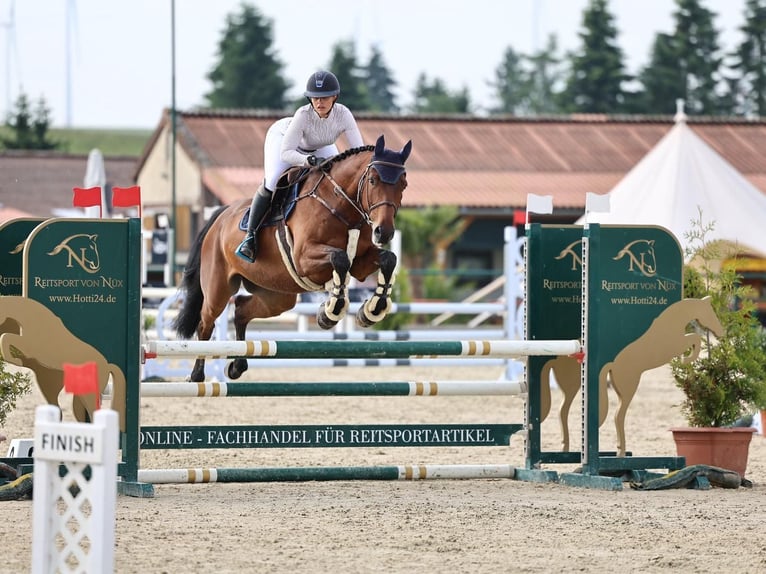 Deutsches Sportpferd Wallach 6 Jahre 171 cm Brauner in Werther OT IMMENRODE