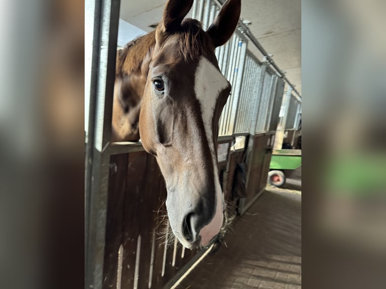 Deutsches Sportpferd Wallach 6 Jahre 171 cm Dunkelfuchs in Dahlenburg
