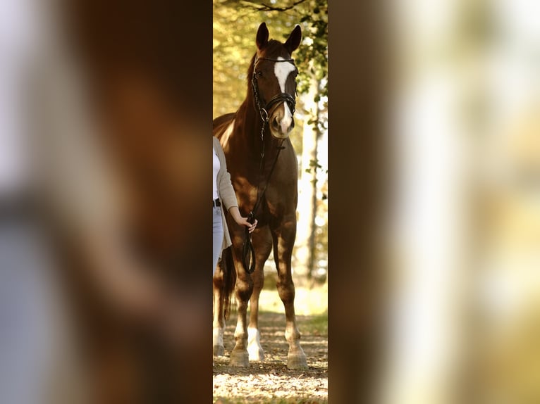 Deutsches Sportpferd Wallach 6 Jahre 171 cm Dunkelfuchs in Dahlenburg