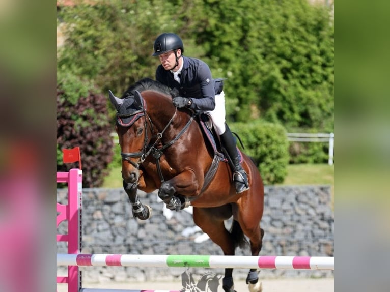 Deutsches Sportpferd Wallach 6 Jahre 172 cm Brauner in Donnersdorf