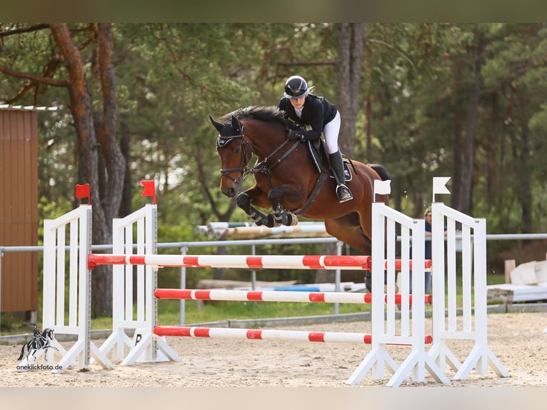 Deutsches Sportpferd Wallach 6 Jahre 172 cm Brauner in Donnersdorf