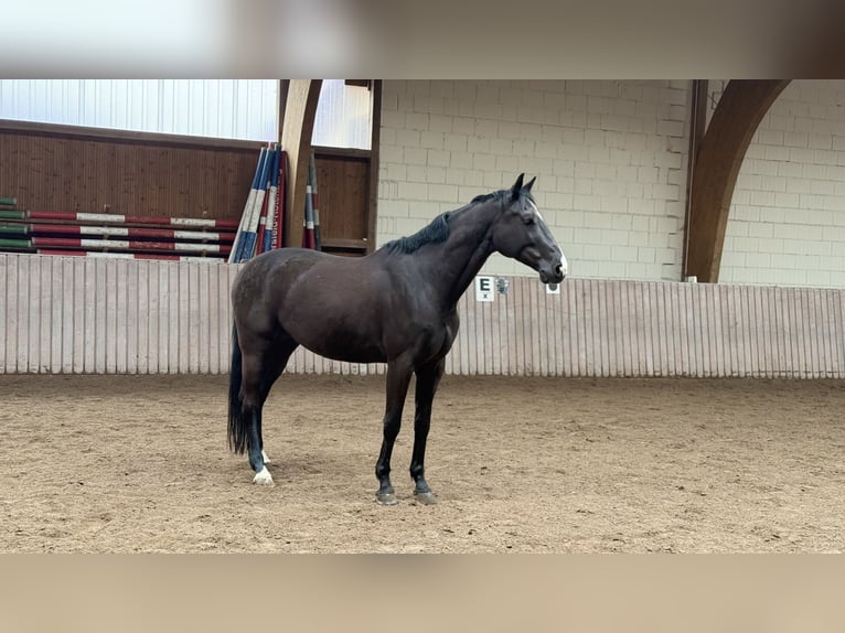 Deutsches Sportpferd Wallach 6 Jahre 172 cm Dunkelbrauner in Schenklengsfeld