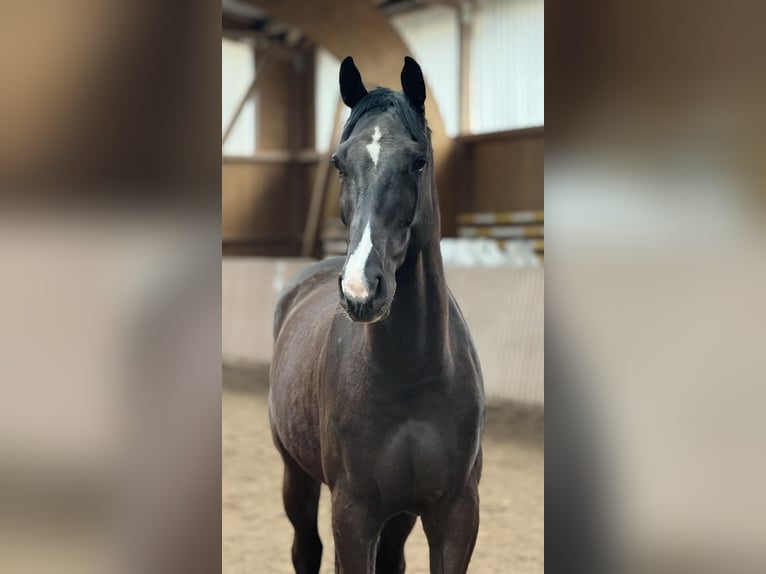 Deutsches Sportpferd Wallach 6 Jahre 172 cm Dunkelbrauner in Schenklengsfeld