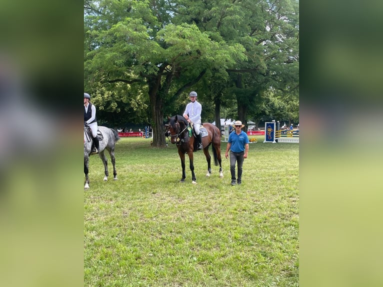 Deutsches Sportpferd Wallach 6 Jahre 172 cm Dunkelbrauner in Salzatal