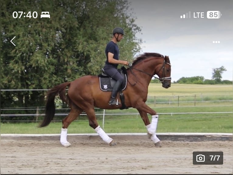 Deutsches Sportpferd Wallach 6 Jahre 172 cm Dunkelfuchs in Oberkr&#xE4;mer