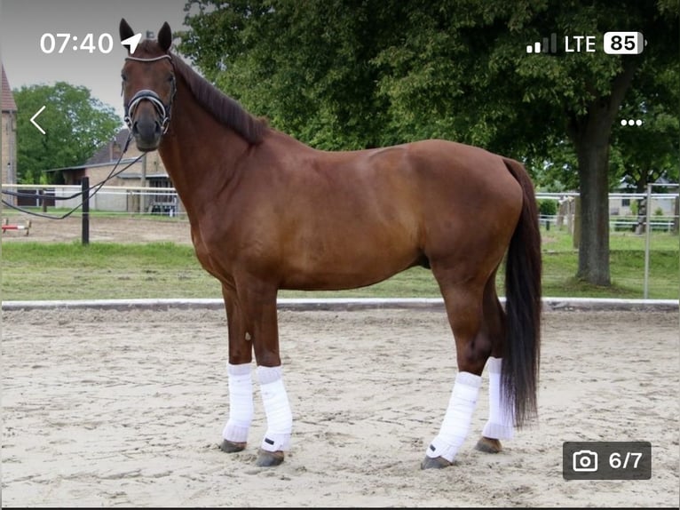 Deutsches Sportpferd Wallach 6 Jahre 172 cm Dunkelfuchs in Oberkr&#xE4;mer