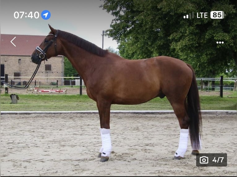 Deutsches Sportpferd Wallach 6 Jahre 172 cm Dunkelfuchs in Oberkr&#xE4;mer