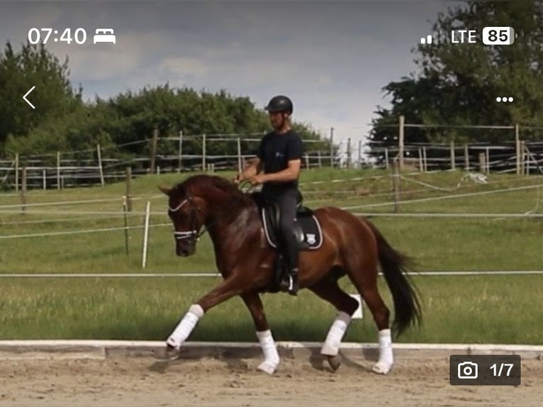 Deutsches Sportpferd Wallach 6 Jahre 172 cm Dunkelfuchs in Oberkr&#xE4;mer