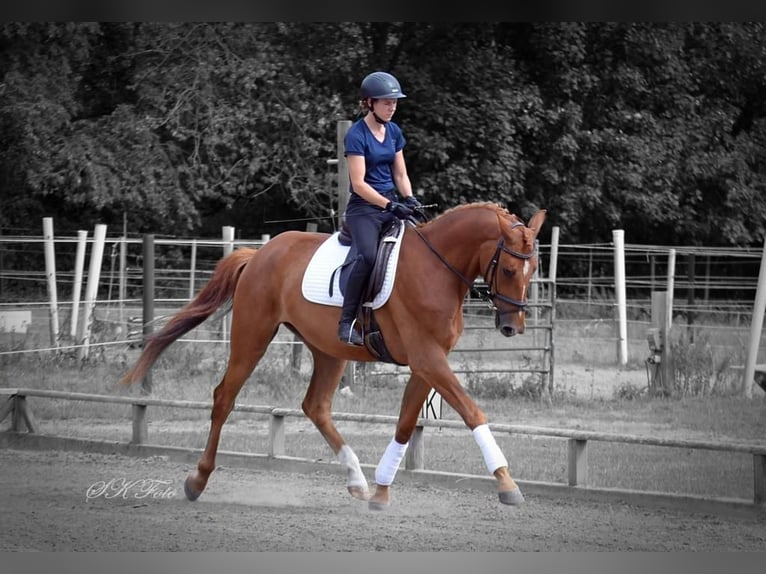 Deutsches Sportpferd Wallach 6 Jahre 172 cm Fuchs in Pritzwalk