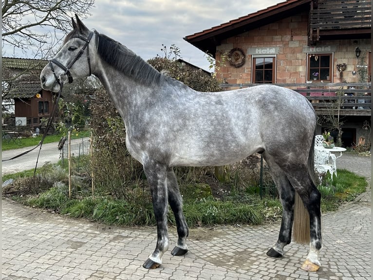 Deutsches Sportpferd Wallach 6 Jahre 172 cm Schimmel in Babenhausen