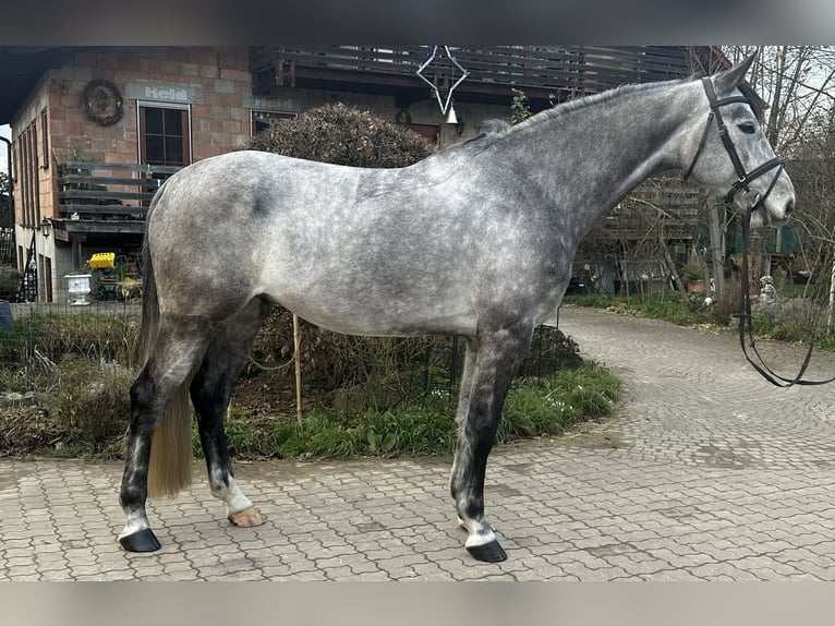 Deutsches Sportpferd Wallach 6 Jahre 172 cm Schimmel in Babenhausen