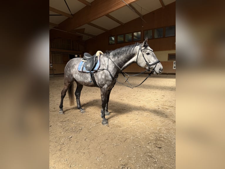 Deutsches Sportpferd Wallach 6 Jahre 172 cm Schimmel in Stolpen