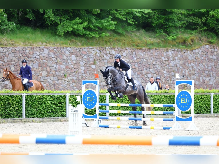 Deutsches Sportpferd Wallach 6 Jahre 172 cm Schimmel in Stolpen