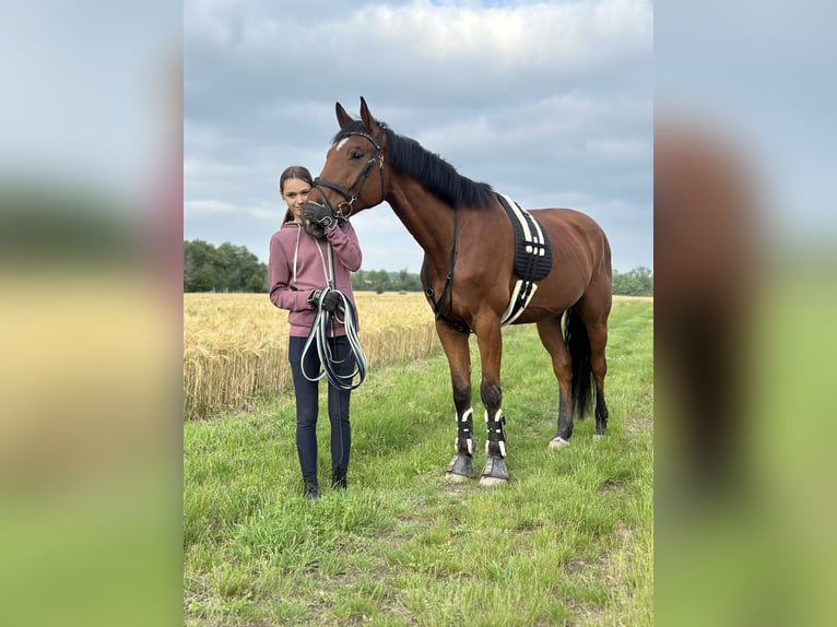 Deutsches Sportpferd Wallach 6 Jahre 173 cm Brauner in Salzatal
