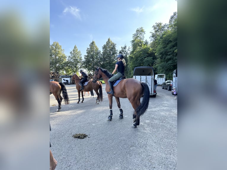 Deutsches Sportpferd Wallach 6 Jahre 173 cm Brauner in Salzatal