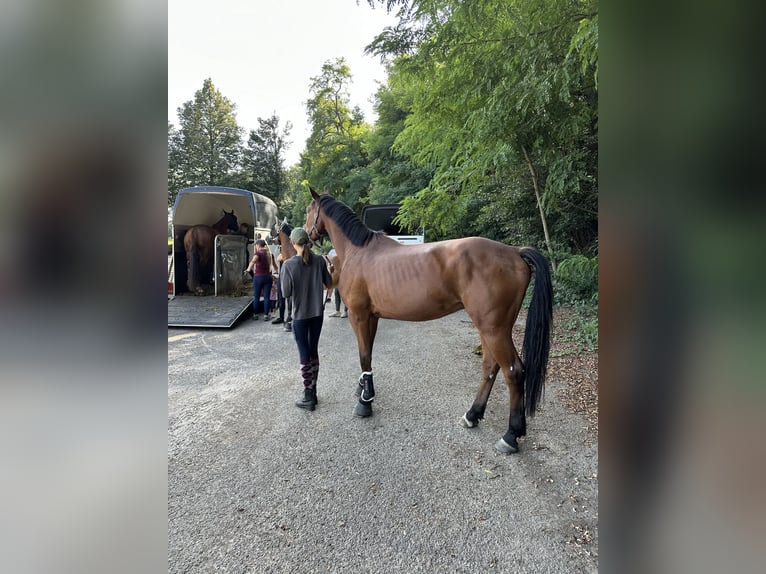 Deutsches Sportpferd Wallach 6 Jahre 173 cm Brauner in Salzatal