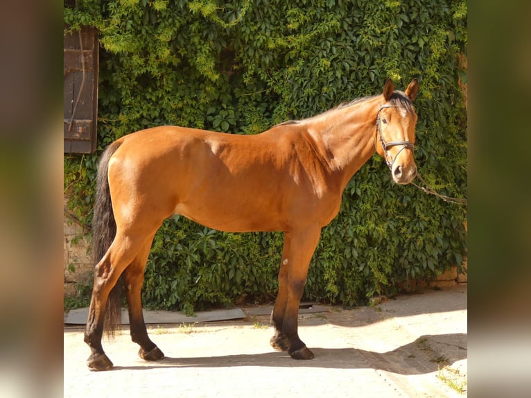 Deutsches Sportpferd Wallach 6 Jahre 173 cm Brauner in Salzatal