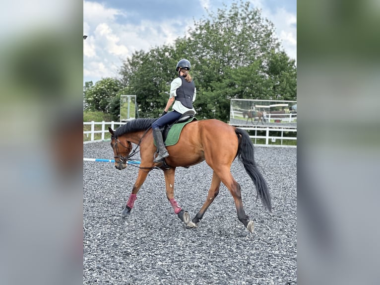 Deutsches Sportpferd Wallach 6 Jahre 173 cm Brauner in Salzatal