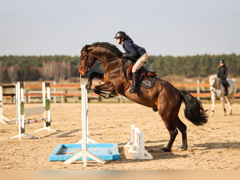 Deutsches Sportpferd Wallach 6 Jahre 173 cm Dunkelbrauner in Polzow