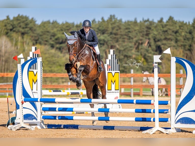 Deutsches Sportpferd Wallach 6 Jahre 173 cm Dunkelbrauner in Polzow