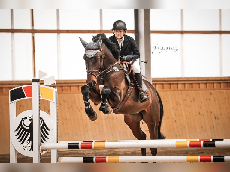 Deutsches Sportpferd Wallach 6 Jahre 173 cm Dunkelbrauner in Polzow