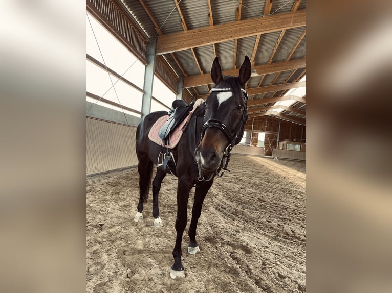 Deutsches Sportpferd Wallach 6 Jahre 173 cm Dunkelbrauner in Niederkr&#xFC;chten