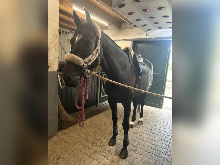 Deutsches Sportpferd Wallach 6 Jahre 173 cm Dunkelbrauner in Niederkr&#xFC;chten