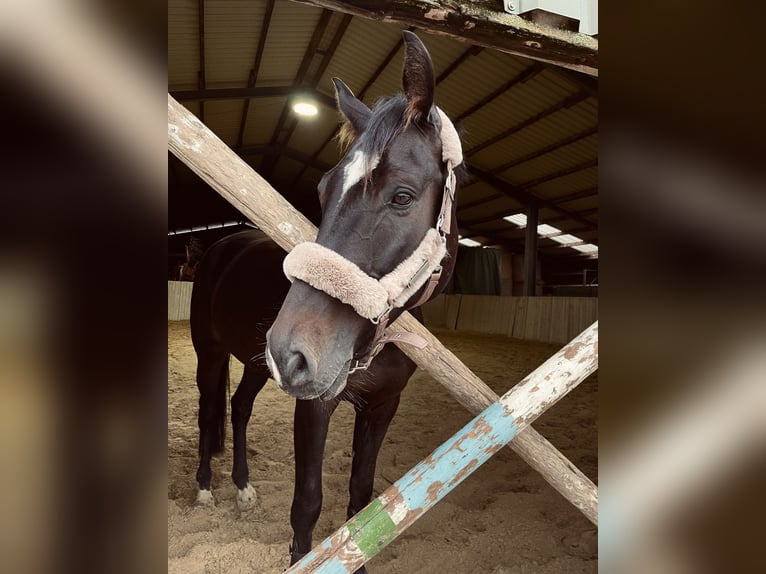 Deutsches Sportpferd Wallach 6 Jahre 173 cm Dunkelbrauner in Niederkr&#xFC;chten
