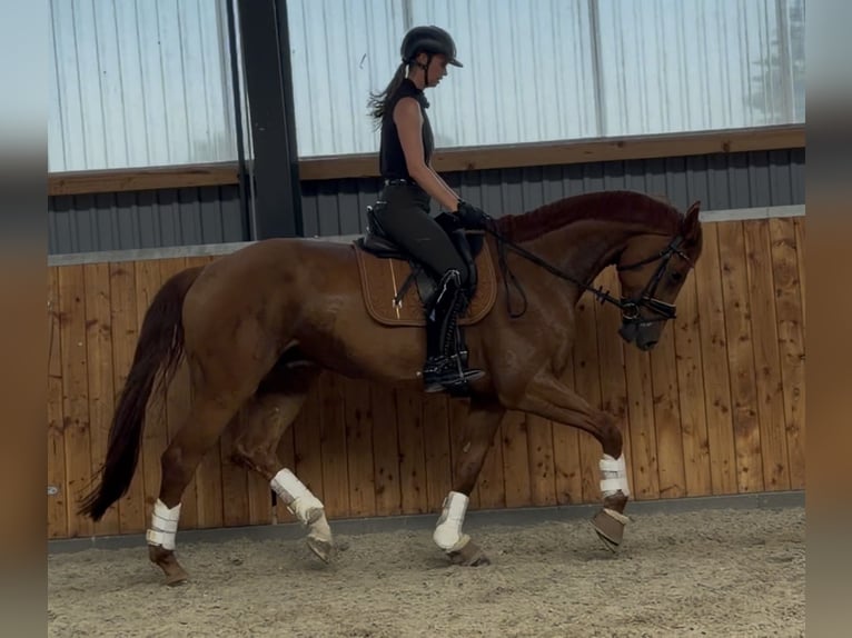 Deutsches Sportpferd Wallach 6 Jahre 173 cm Fuchs in Velpke