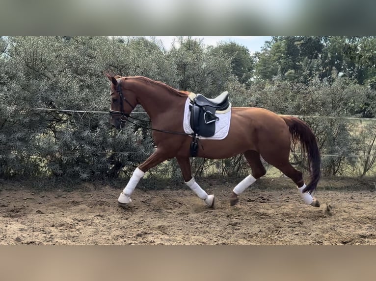 Deutsches Sportpferd Wallach 6 Jahre 173 cm Fuchs in Velpke
